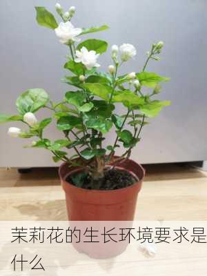 茉莉花的生长环境要求是什么