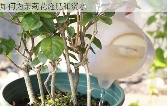 如何为茉莉花施肥和浇水