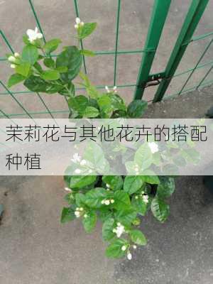 茉莉花与其他花卉的搭配种植