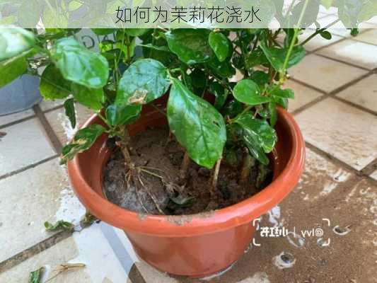 如何为茉莉花浇水