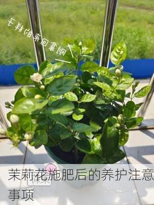 茉莉花施肥后的养护注意事项