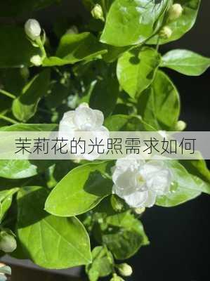 茉莉花的光照需求如何