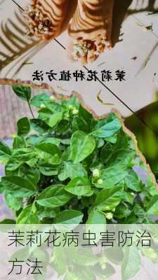 茉莉花病虫害防治方法