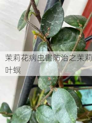 茉莉花病虫害防治之茉莉叶螟