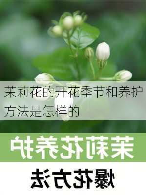 茉莉花的开花季节和养护方法是怎样的