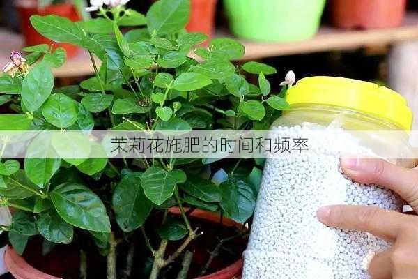 茉莉花施肥的时间和频率