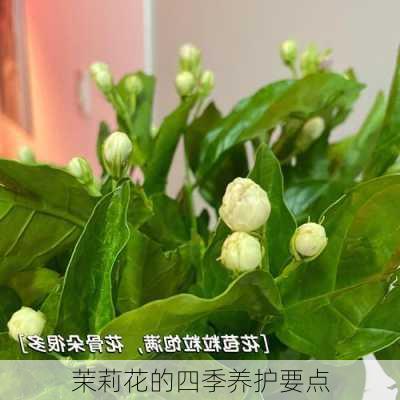 茉莉花的四季养护要点