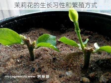 茉莉花的生长习性和繁殖方式