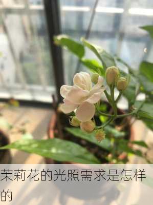 茉莉花的光照需求是怎样的