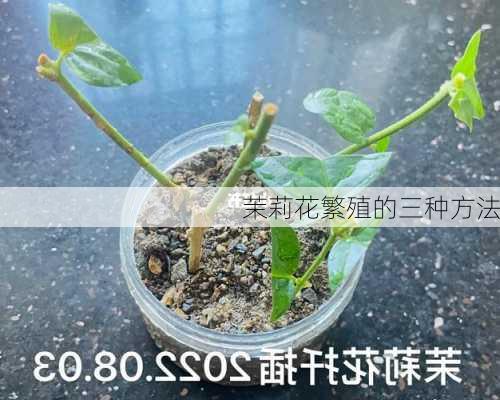 茉莉花繁殖的三种方法