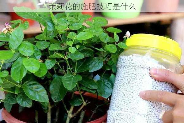 茉莉花的施肥技巧是什么