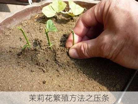 茉莉花繁殖方法之压条