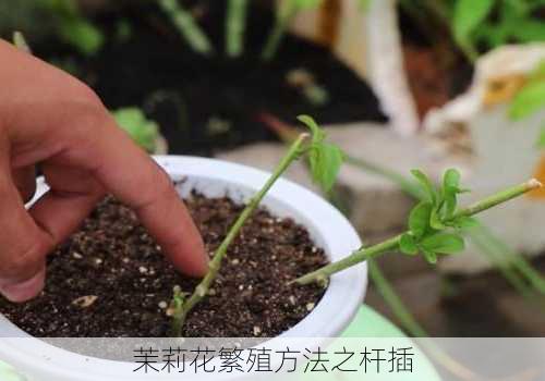 茉莉花繁殖方法之杆插