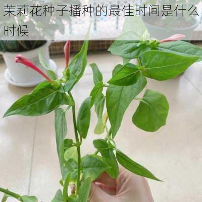 茉莉花种子播种的最佳时间是什么时候