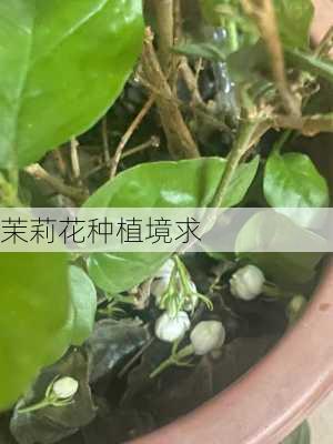 茉莉花种植境求