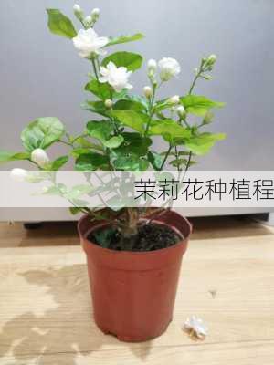 茉莉花种植程