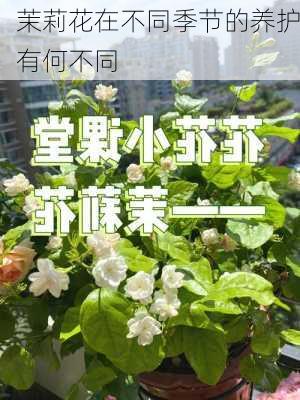 茉莉花在不同季节的养护有何不同