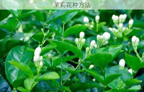 茉莉花种方法