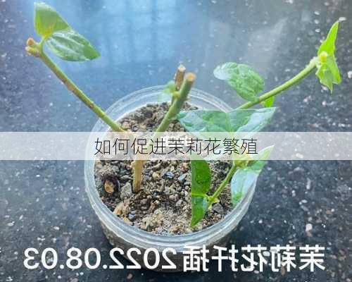 如何促进茉莉花繁殖