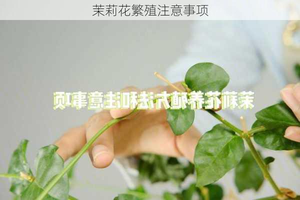 茉莉花繁殖注意事项