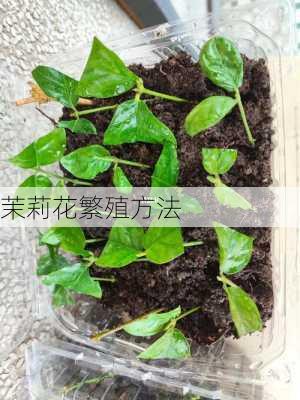 茉莉花繁殖方法