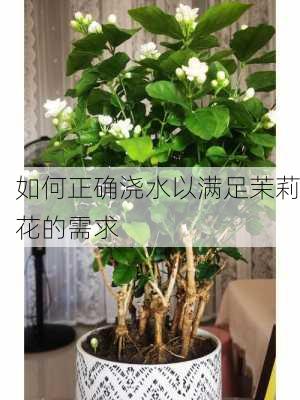 如何正确浇水以满足茉莉花的需求