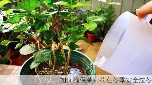 如何确保茉莉花在冬季安全过冬