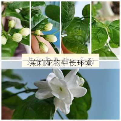 茉莉花的生长环境