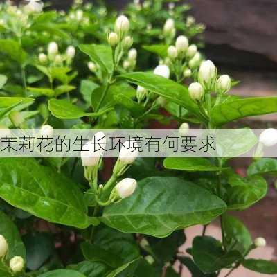 茉莉花的生长环境有何要求