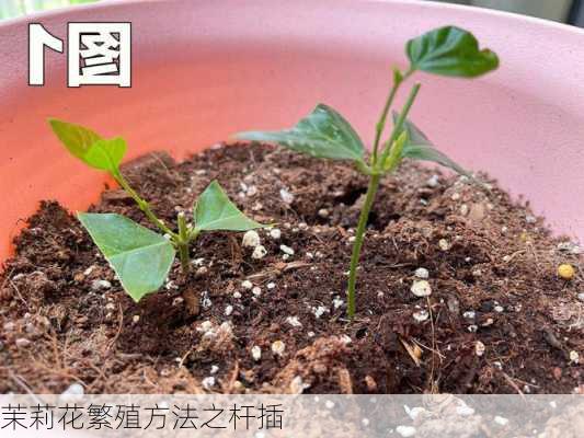 茉莉花繁殖方法之杆插