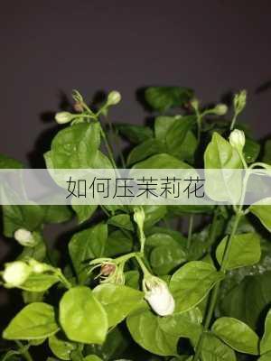 如何压茉莉花