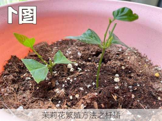 茉莉花繁殖方法之杆插