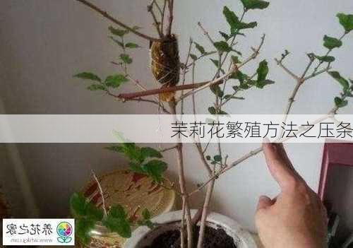 茉莉花繁殖方法之压条