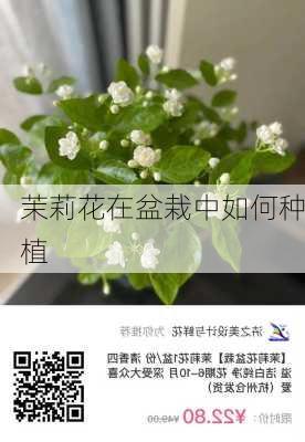 茉莉花在盆栽中如何种植