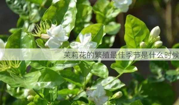 茉莉花的繁殖最佳季节是什么时候