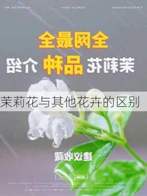 茉莉花与其他花卉的区别