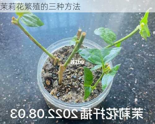 茉莉花繁殖的三种方法