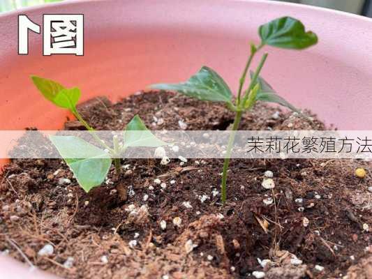 茉莉花繁殖方法