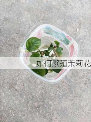 如何繁殖茉莉花