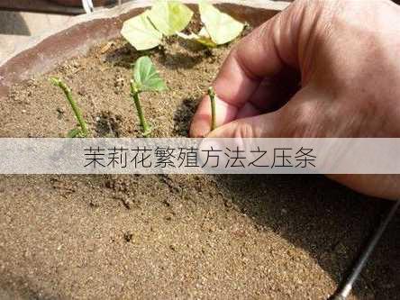 茉莉花繁殖方法之压条