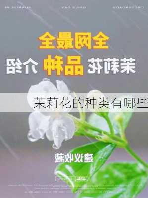 茉莉花的种类有哪些