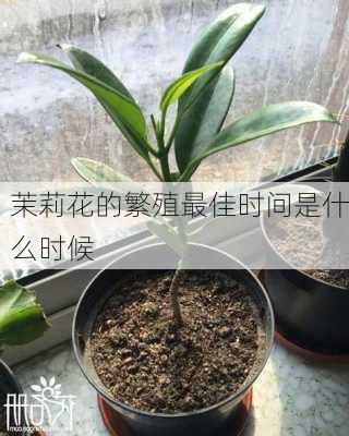 茉莉花的繁殖最佳时间是什么时候