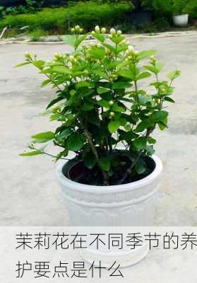 茉莉花在不同季节的养护要点是什么