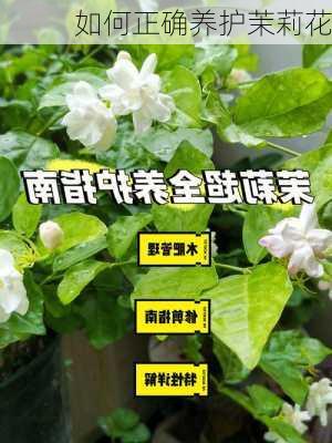 如何正确养护茉莉花