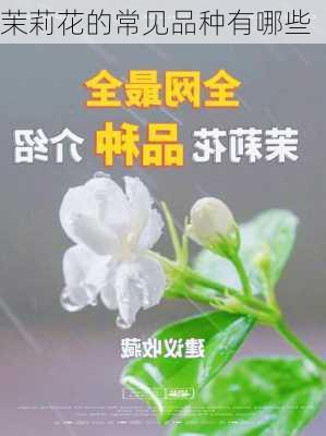 茉莉花的常见品种有哪些