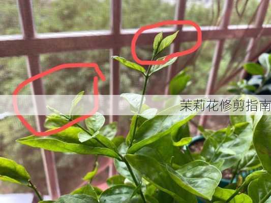 茉莉花修剪指南