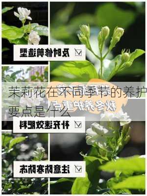 茉莉花在不同季节的养护要点是什么