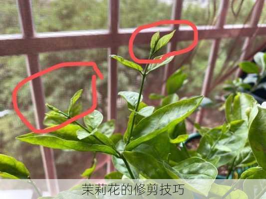 茉莉花的修剪技巧