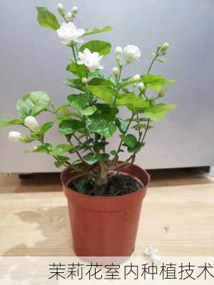 茉莉花室内种植技术