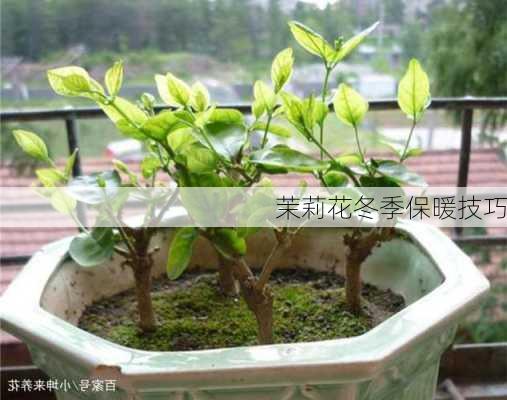 茉莉花冬季保暖技巧